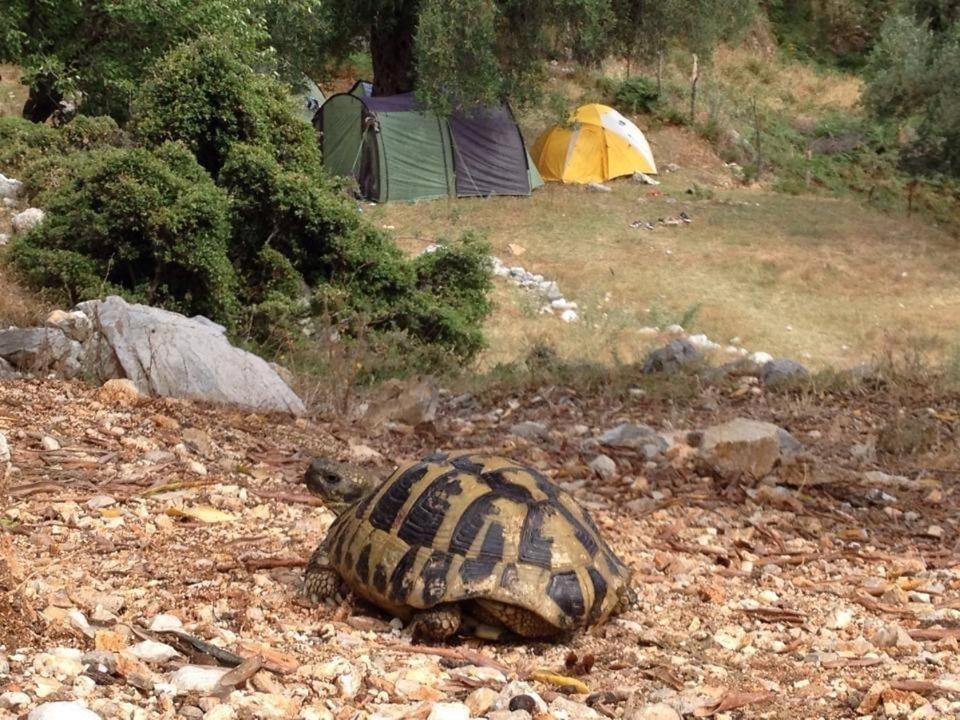 Albergue Shkolla &